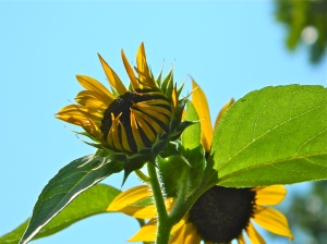 sunflower to the sky