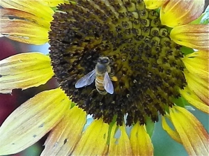 bee with pollen on sunflower
