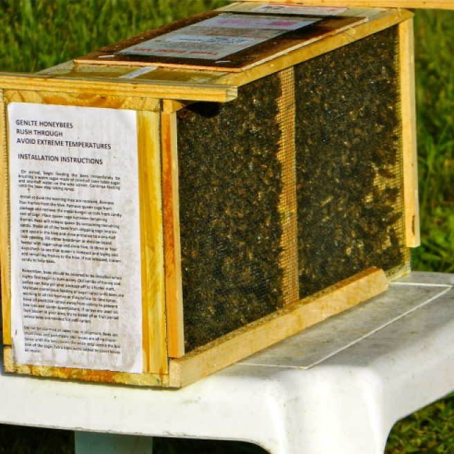 Bees arrive via USPS